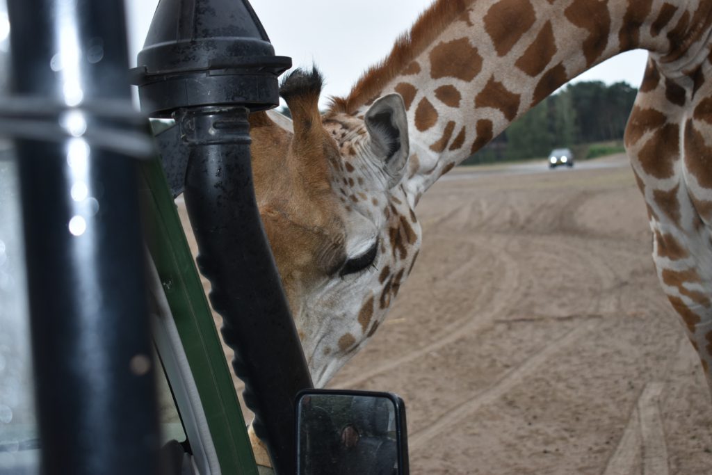 safari park beekse bergen giraf