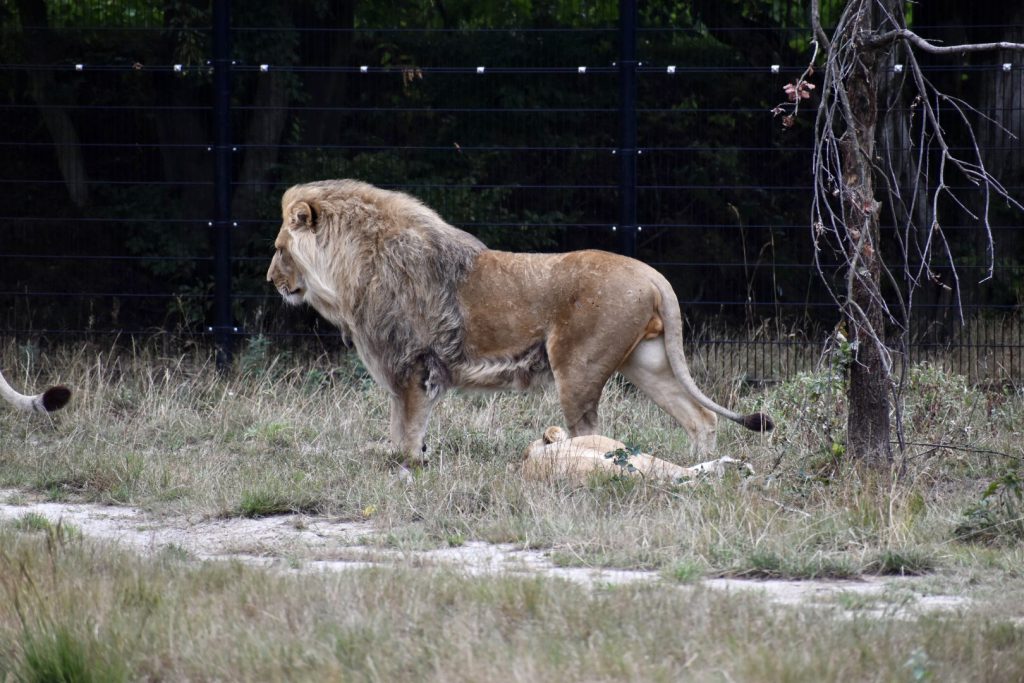 safari park beekse bergen huisjes
