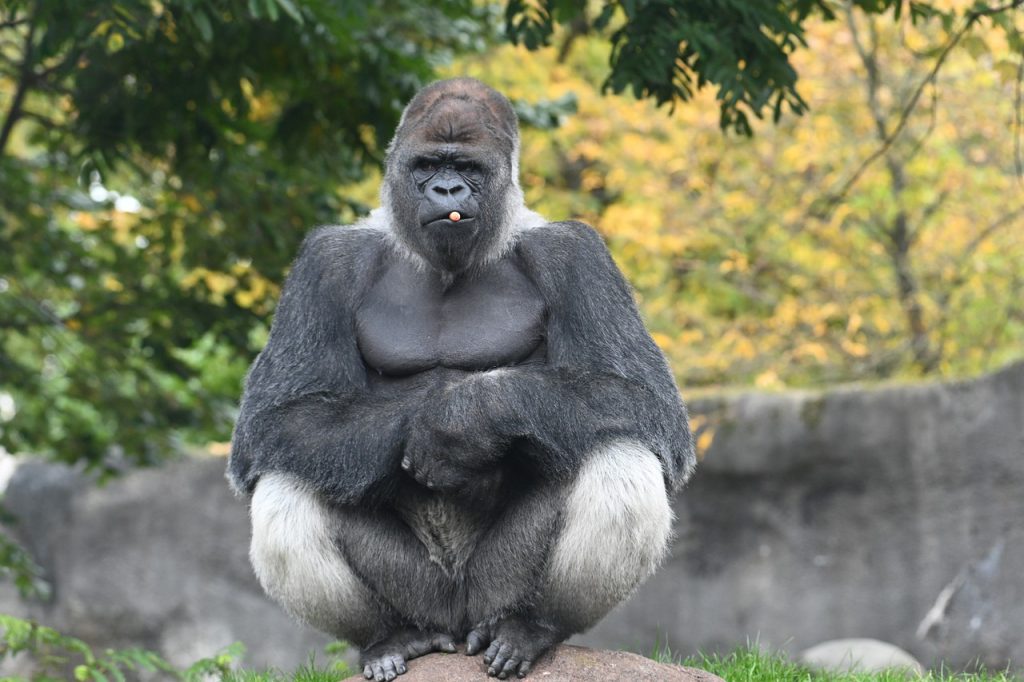 gorilla, primate, ape bokito blijdorp