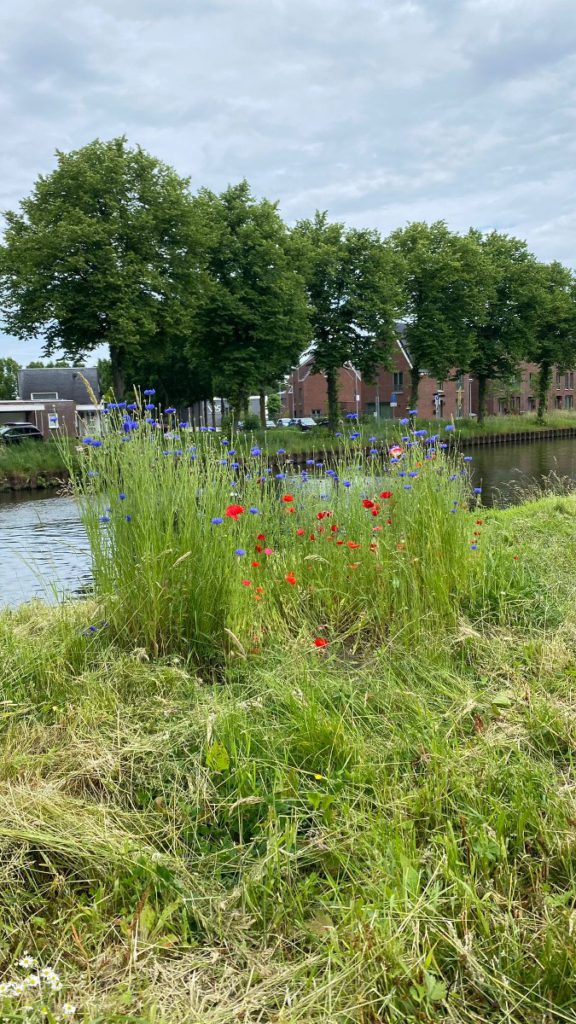 natuur limburg kanaal bloemen stad