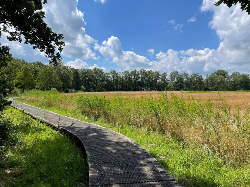 wandelpad door het gras