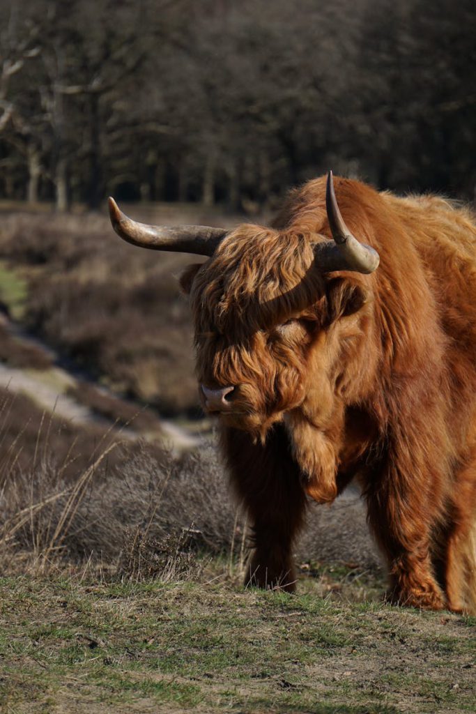 Schotse Hooglander op de Veluwe