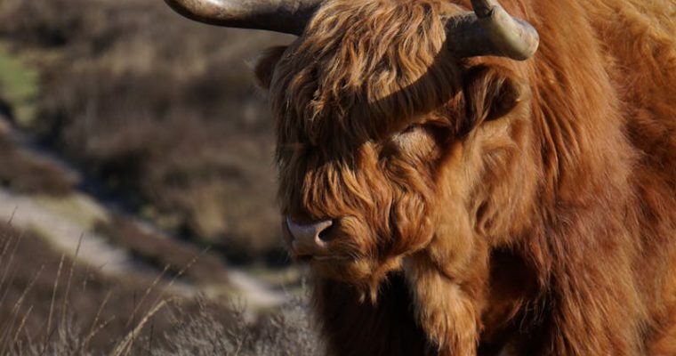 Nationaal Park De Hoge Veluwe in herfstkleuren – voor een wandeling