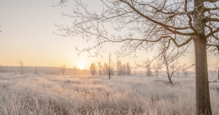 Mystieke ochtenden in het Drentse Veen: De magie van Nationaal Park Dwingelderveld
