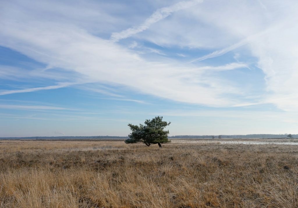 vengebied boompje blauwe lucht
