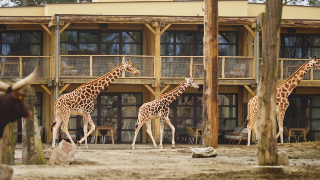 hotel met giraffen
