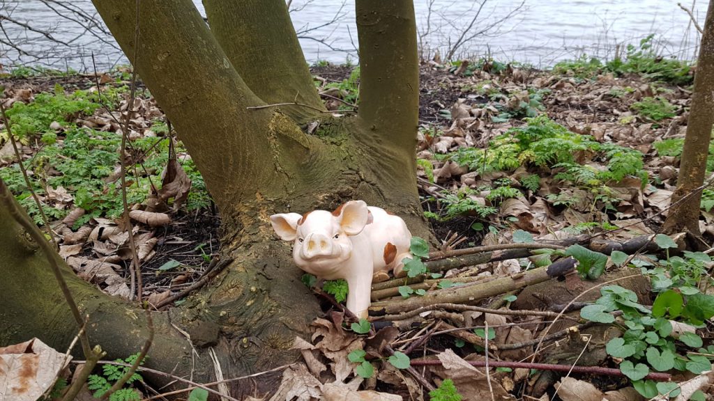 varkentje in het bos