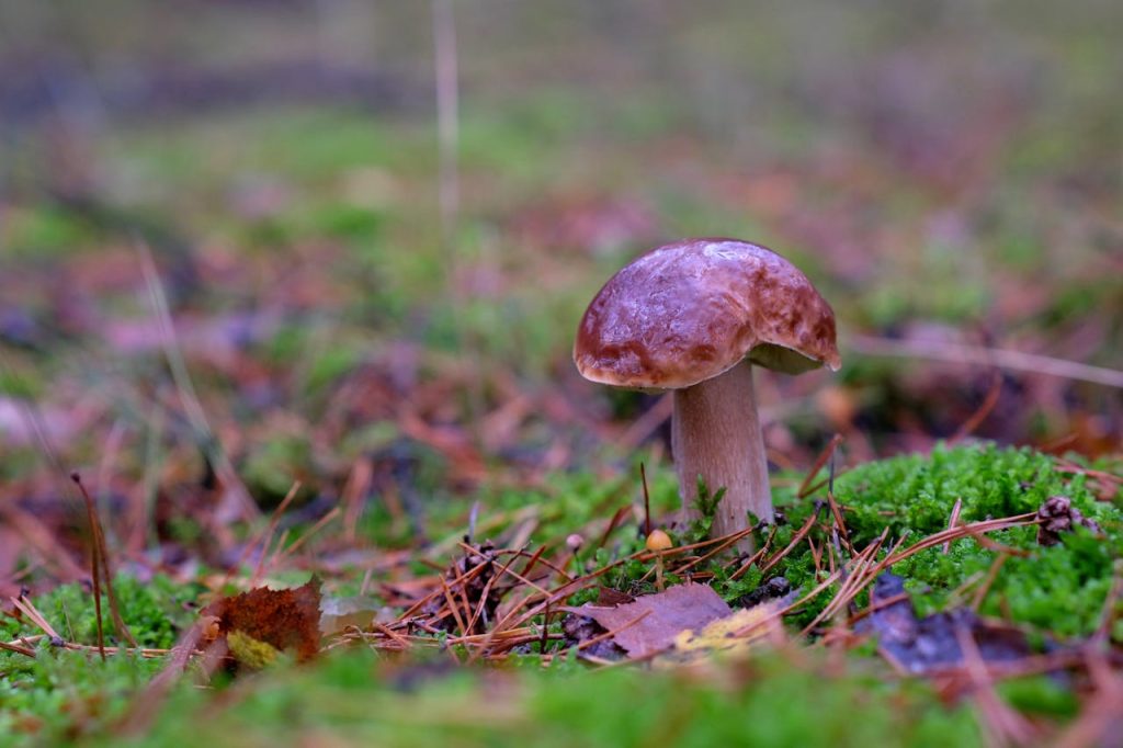 eekhoorntjesbrood paddenstoelen