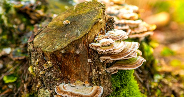 De magie van paddenstoelen: De beste plekken om ze te spotten in Nederland