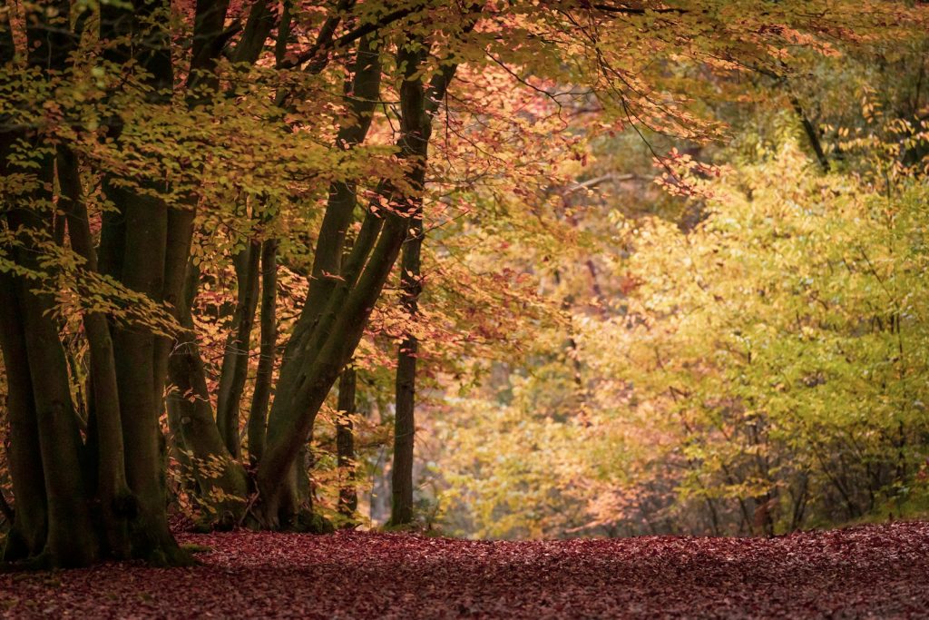 brown and green trees herfst