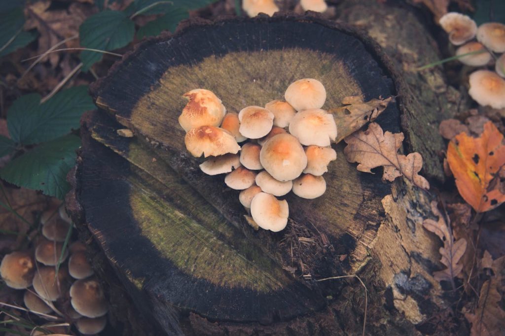 paddenstoelen op een boomstam