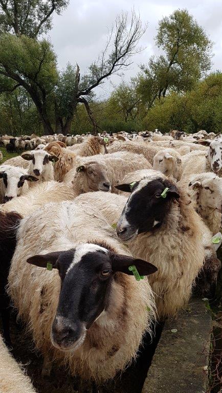 schapen