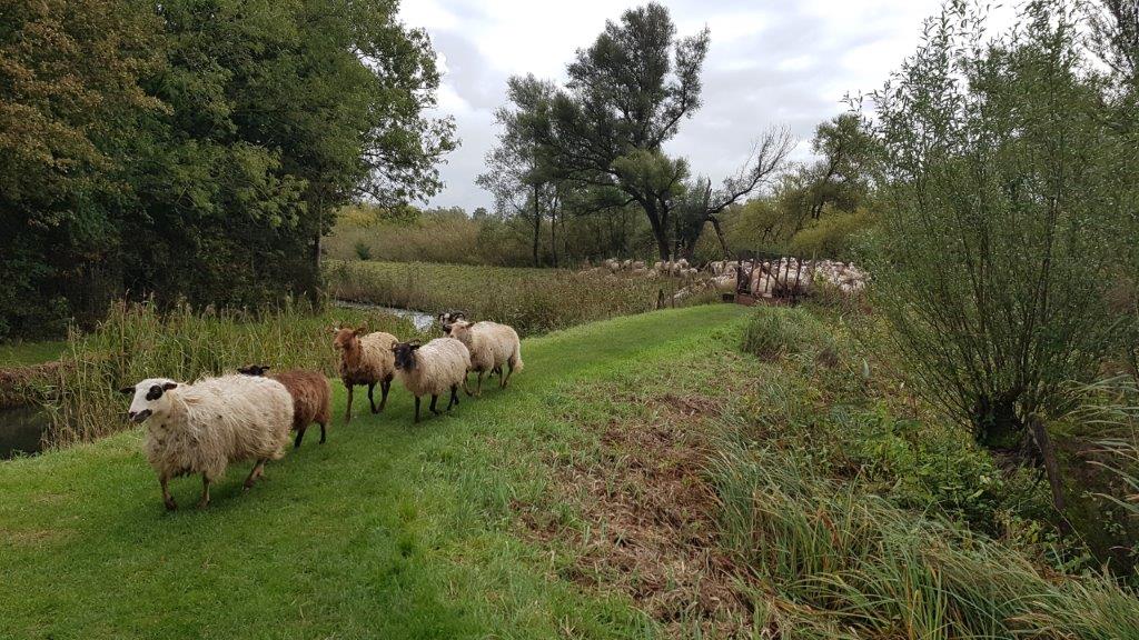schapen