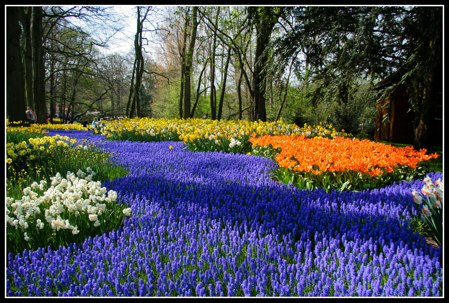keukenhof tulpen