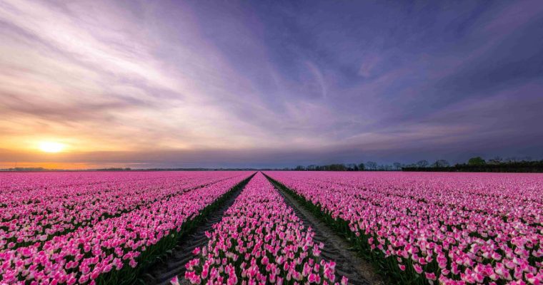 Flevoland tulpenparadijs – Het allergrootste tulpengebied van Nederland