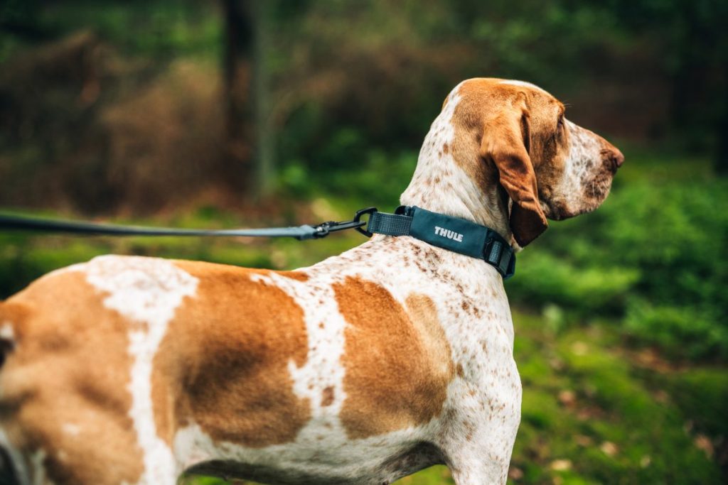 hond naar Terschelling